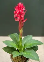 🔥 The Torch Orchid: Stenorrhynchos speciosum- Blooming size