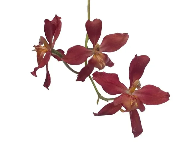 Cyrtocidium Rocio Vazquez (Cyrtocidium)