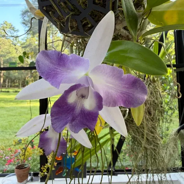 Laeliocattleya Cariad’s Mini Quinee