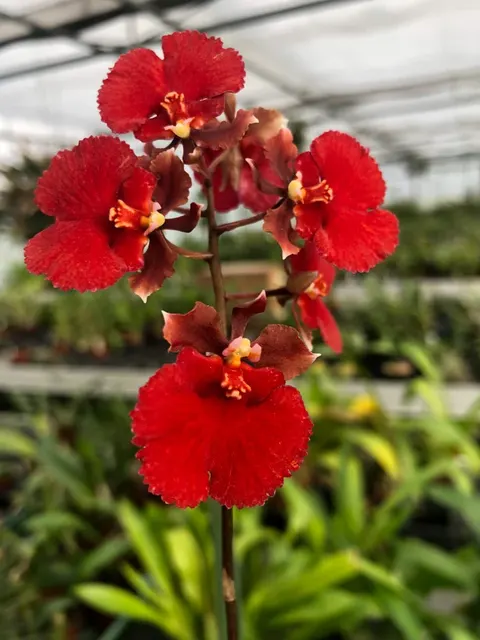 Tolumnia RED SPREAD