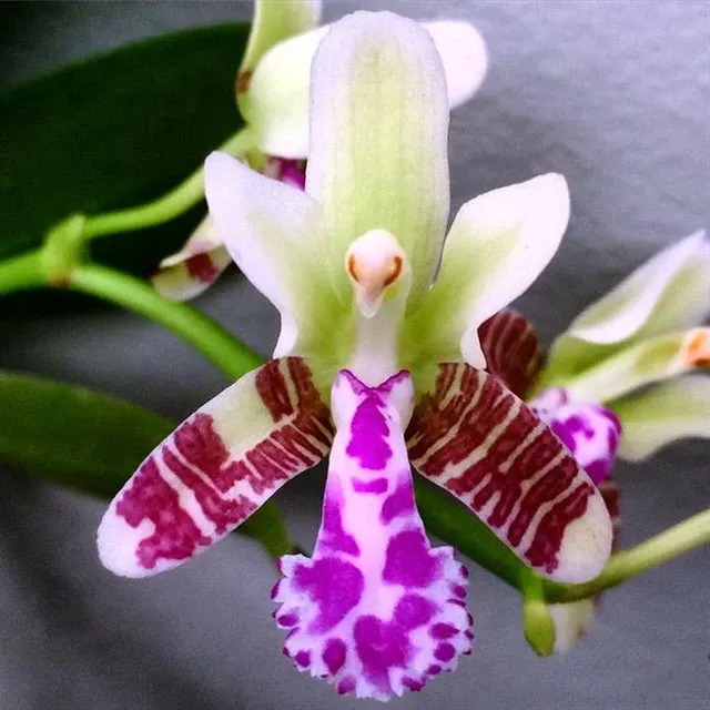 Sedirea japonica v blanc x sib
