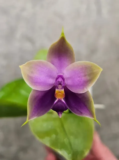 Phalaenopsis violacea f. coerulea 'Taiwan Blue'