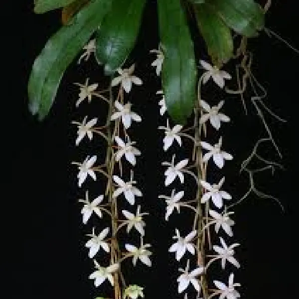 Aerangis Pioneer (Aerangis)