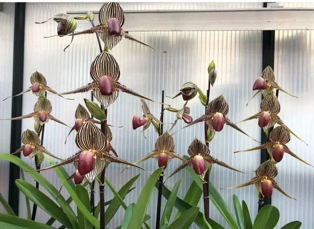 Paphiopedilum rothschildianum 'Triple Five Remake' (Paphiopedilum)