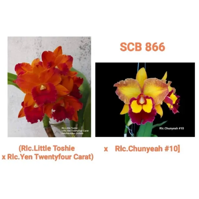 Rhyncholaeliocattleya Little Toshie x Yen Twenty Four Carat x Chunyeah (Rhyncholaeliocattleya)