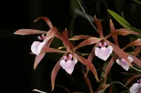 Encyclia bractescens