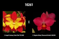 10261 New Hybrid (C. Angel's Fantasy 'Solar Flair' FCC/AOS x C. Virginia Dickey 'Diamond Orchids' AM/AOS) — 4.5" round pot