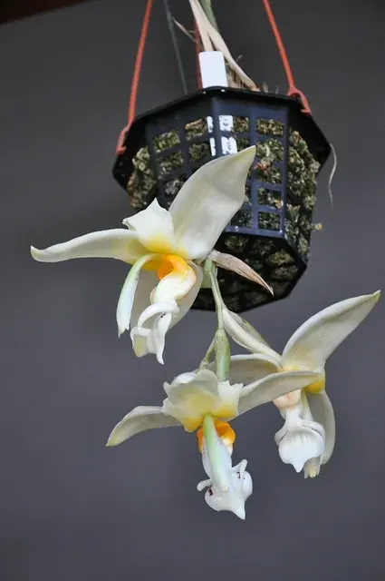 Stanhopea embreei (Stanhopea)