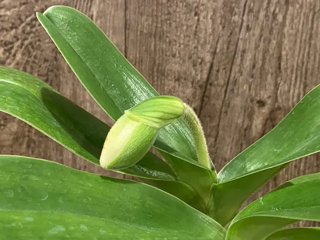 Paphiopedilum Icy Icy Wind × Golden Emperor