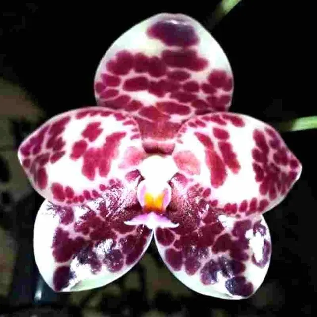 Phalaenopsis gigantea 'Red Spot' (Phalaenopsis)