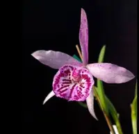 Cattleya Alliance: Bc. Yu Toung Star