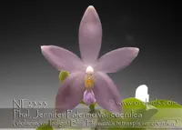 Phal. Jennifer Palermo var coerulea 'Note: Very Fragrant ! ' (violacea var Indigo ' Blue Heaven' x tetraspis var coerulea )