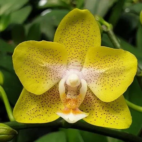 Phalaenopsis Yaphon Green Batman (Phalaenopsis)