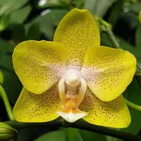 Phalaenopsis Yaphon Green Batman