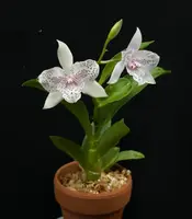 Caulocattleya Chantilly Lace Twinkle