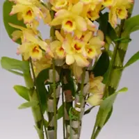 Dendrobium Mellow Heart 'Yellow Mind' blooming size Nobile Dendrobium. Fragrant beauty.