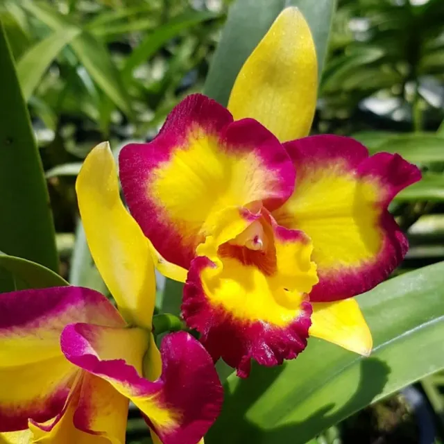 Rhyncholaeliocattleya Shin Shiang Diamond 'Tai Young' (Rhyncholaeliocattleya)
