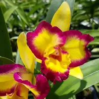 Rlc Shin Shiang Diamond 'Tai Young' near blooming size cattleya orchid clone. Fragrant peloric blooms.