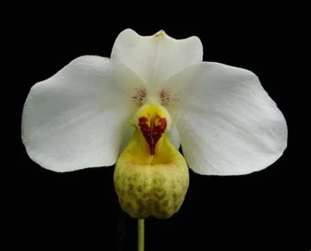 Paphiopedilum emersonii (Paphiopedilum)