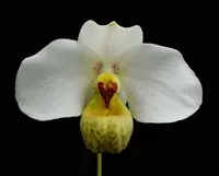 Paphiopedilum emersonii ‘Giga’ x self OIR0162