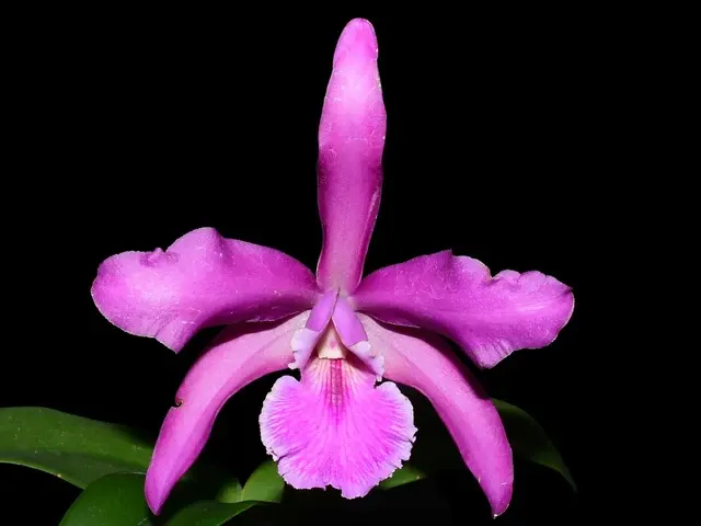 Laeliocattleya Elizabeth Chen (Laeliocattleya)