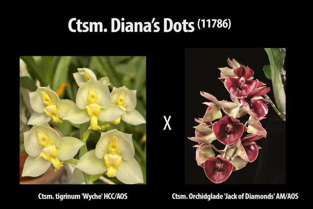 Catasetum Diana's Dots (Catasetum)