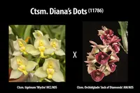 11786. Ctsm. Diana's Dots