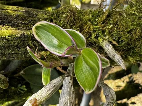 Dendrobium moniliforme 'Kyoubeni fukurin'