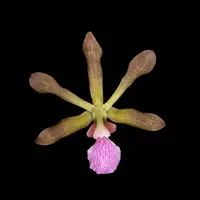 Encyclia seidelii