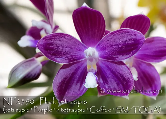 Phalaenopsis tetraspis 'Purple' (Phalaenopsis)
