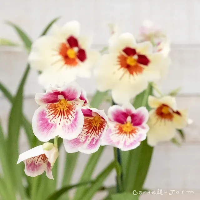 Noid Miltonia (Miltonia)