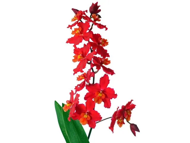 Oncidium Cholita Cuencana (Oncidium)