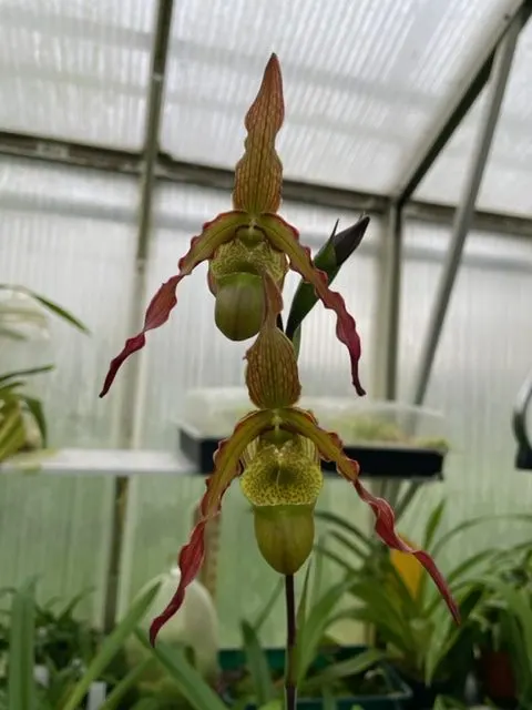 Phragmipedium Alice (Phragmipedium)