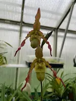 Phragmipedium Alice (sargentianum x richteri)
