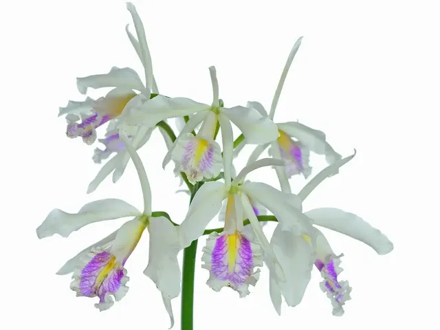 Cattleya maxima f semialba x f semialba pink lip 'Felipe'