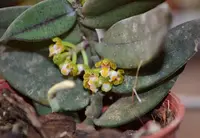 Gastrochilus acinacifolius