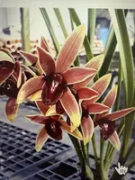Orchid Plant, Bare Root, Cymbidium Aussie Dreamtime, Cymbidium spp., Certified Grower from Hawaii