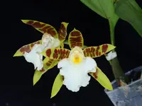 Trichopilia Apache