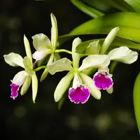 Epicattleya El Hatillo 'Pinta' BM/JOGA - parfum intens