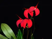 Masdevallia Tourmaline