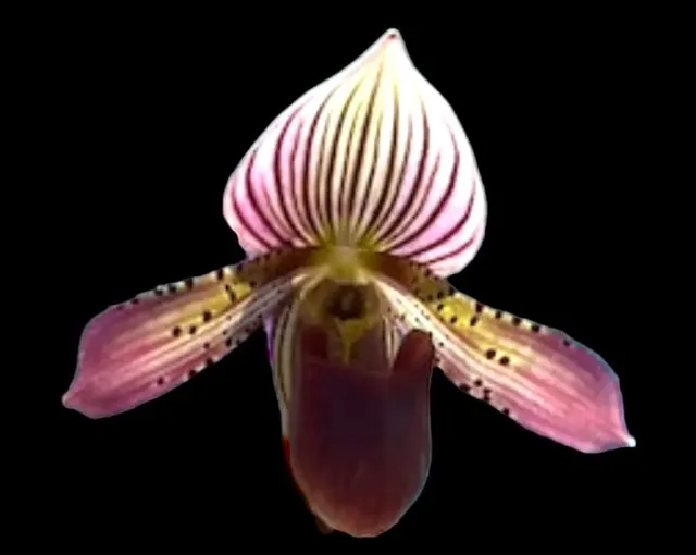 Paphiopedilum Virginia Creeper