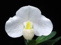 Paph. SUGAR SUITE (niveum x emersonii)