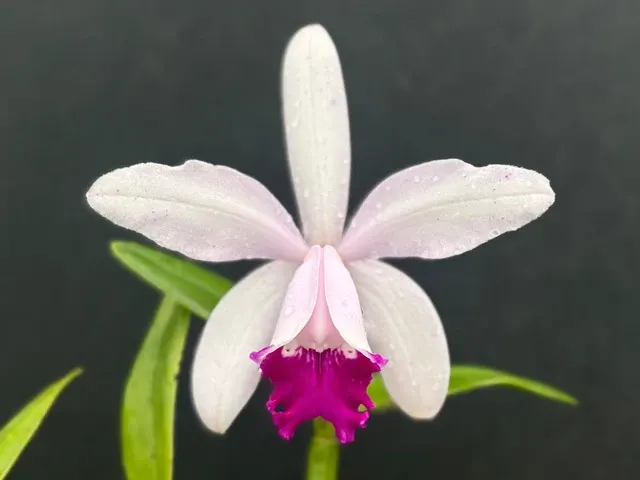 Cattleya intermedia (Cattleya)