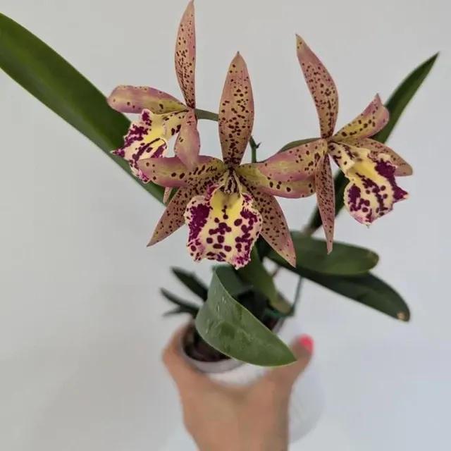 Brassocattleya Theresa Ricci (Brassocattleya)