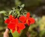 Sophronitis riograndensis (Sophronitis)