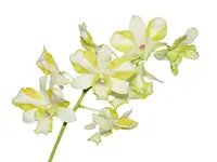 Dendrobium Anucha Flare Type Tailandia