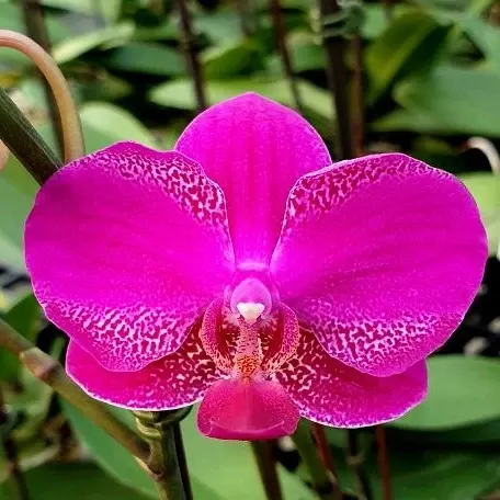 Phalaenopsis Queen Barry