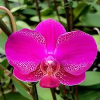 Phalaenopsis Queen Barry 2.5"