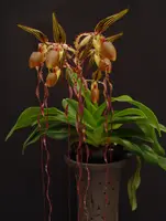 Paphiopedilum sanderianum ‘Chou-Hua Red’ (Petal 2.65 x 76 cm) x sanderianum ‘Select’ (2.7 x 90cm) Code K374
