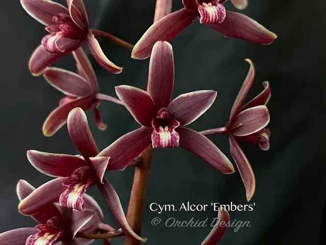 Cymbidium Alcor 'Embers' (Cymbidium)